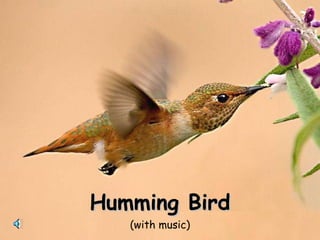 Humming Bird (with music) 