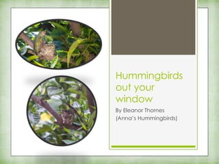 Hummingbirds
out your
window
By Eleanor Thornes
(Anna’s Hummingbirds)
 