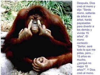 Después, Dios creó al mono y dijo: "Serás mono, saltarás de árbol en árbol, harás payasadas para divertir a los demás y vivirás 15 años". El mono contestó: "Señor, seré todo lo que me pidas, pero... 15 años es mucho, ¿porqué no mejor 10 años?". Y Dios creó al mono. 