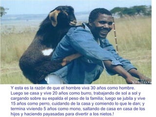 Y esta es la razón de que el hombre viva 30 años como hombre. Luego se casa y vive 20 años como burro, trabajando de sol a sol y cargando sobre su espalda el peso de la familia; luego se jubila y vive 15 años como perro, cuidando de la casa y comiendo lo que le dan; y termina viviendo 5 años como mono, saltando de casa en casa de los hijos y haciendo payasadas para divertir a los nietos.!  