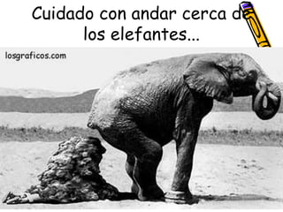 Cuidado con andar cerca de
      los elefantes...
 