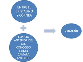 ENTRE EL
CRISTALINO
Y CÓRNEA
ESPACIO
ANTERIOR DEL
OJO
CONOCIDO
COMO
CÁMARA
ANTERIOR
UBICACIÓN
 