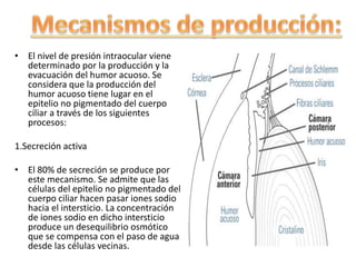 • El nivel de presión intraocular viene
determinado por la producción y la
evacuación del humor acuoso. Se
considera que la producción del
humor acuoso tiene lugar en el
epitelio no pigmentado del cuerpo
ciliar a través de los siguientes
procesos:
1.Secreción activa
• El 80% de secreción se produce por
este mecanismo. Se admite que las
células del epitelio no pigmentado del
cuerpo ciliar hacen pasar iones sodio
hacia el intersticio. La concentración
de iones sodio en dicho intersticio
produce un desequilibrio osmótico
que se compensa con el paso de agua
desde las células vecinas.
 
