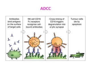 Humoral-Immunity-nature-mechanisms-and-kinetics.pdf
