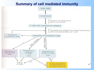 Humoral Immunity Flow Chart