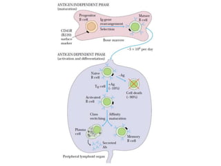Humoral immune response | PPTX
