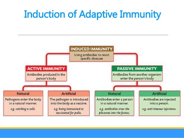 non specific immune response