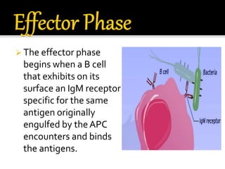 Humoral immune response | PPTX