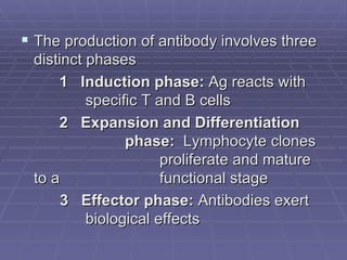  The production of antibody involves three
 distinct phases
     1 Induction phase: Ag reacts with
          specific T and B cells
     2 Expansion and Differentiation
                phase: Lymphocyte clones
                      proliferate and mature
 to a                 functional stage
      3 Effector phase: Antibodies exert
          biological effects
 