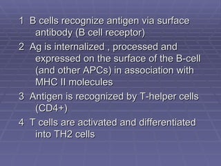 1 B cells recognize antigen via surface
   antibody (B cell receptor)
2 Ag is internalized , processed and
   expressed on the surface of the B-cell
   (and other APCs) in association with
   MHC II molecules
3 Antigen is recognized by T-helper cells
   (CD4+)
4 T cells are activated and differentiated
   into TH2 cells
 