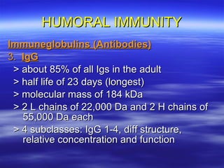 HUMORAL IMMUNITY Immuneglobulins (Antibodies) 3.  IgG > about 85% of all Igs in the adult > half life of 23 days (longest) > molecular mass of 184 kDa > 2 L chains of 22,000 Da and 2 H chains of 55,000 Da each > 4 subclasses: IgG 1-4, diff structure, relative concentration and function 
