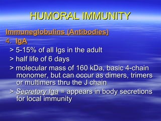 HUMORAL IMMUNITY Immuneglobulins (Antibodies) 4.  IgA > 5-15% of all Igs in the adult > half life of 6 days > molecular mass of 160 kDa, basic 4-chain monomer, but can occur as dimers, trimers or multimers thru the J chain >  Secretory Iga  = appears in body secretions for local immunity 