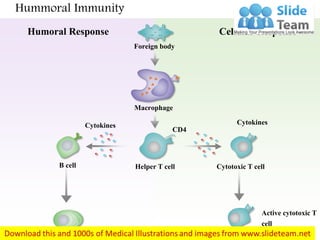 Hummoral Immunity
Humoral Response Cellular Response
Foreign body
Macrophage
CytokinesCytokines CD4
Cytotoxic T cellHelper T cellB cell
Plasma cell
Active cytotoxic T
cell
 