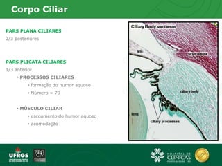Corpo Ciliar
PARS PLANA CILIARES
2/3 posteriores
PARS PLICATA CILIARES
1/3 anterior
• PROCESSOS CILIARES
• formação do humor aquoso
• Número = 70
• MÚSCULO CILIAR
• escoamento do humor aquoso
• acomodação
 