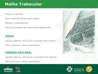 Malha Trabecular
Feixes ou Lamelas
Core: material fibrilar extra-celular
Externa: trabeculócitos
Células achatadas que apresentam pigmentos
UVEAL
Espaços abertos: 25-27 m na porção mais interna
Fibras elásticas: menor quantidade
CÓRNEO-ESCLERAL
Espaços abertos: até 15 m na porção mais externa
Fibras elásticas: menor quantidade
 