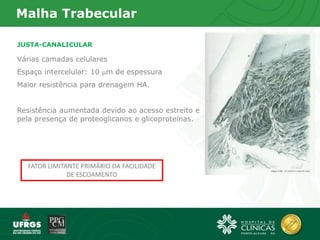 Malha Trabecular
JUSTA-CANALICULAR
Várias camadas celulares
Espaço intercelular: 10 m de espessura
Maior resistência para drenagem HA.
Resistência aumentada devido ao acesso estreito e
pela presença de proteoglicanos e glicoproteínas.
FATOR LIMITANTE PRIMÁRIO DA FACILIDADE
DE ESCOAMENTO
 
