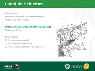 Canal de Schlemm
Tubo circular
Endotélio é monocelular e não fenestrado.
Presença de tight juntions.
CANAIS COLETORES INTRA-ESCLERAIS
Número de 25-30
Drenam para:
1) Plexo venoso profundo
2) Plexo venoso intraescleral
3) Plexo venoso episcleral: veias aquosas
 