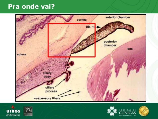 Téléchargement gratuit Images Humor Aquoso E Corpo Ciliar dernière par