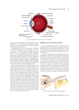 El humor vítreo en las ciencias forenses	29
Acta Bioquím Clín Latinoam 2016; 50 (1): 27-35
pacio que ocupa el cuerpo vítreo es esférico, con una
depresión en la superficie anterior, denominada fosa
patelar, la cual se corresponde con la superficie poste-
rior de la lente cristalina (4).
Según Ramalho (5), las células vítreas se clasifican
en: hialocitos, células ovales o reniformes, de 10 a 15
micrómetros de diámetro, P.A.S. positivas (presentan
coloración con ácido periódico – Schiff o coloración
P.A.S.) y tienen la capacidad de sintetizar colágeno; y
fibroblastos, que llegan a constituir menos del 10% de
la población celular total del humor vítreo, situados en
la base del mismo. Aunque el vítreo esté constituido en un
99% por agua, este tejido se asemeja a un gel viscoelástico.
Estas propiedades se deben al colágeno y al ácido hialuró-
nico (y a la interacción entre ambos), que son los compo-
nentes estructurales mayoritarios del humor vítreo.
En una autopsia, el humor vítreo debe aspirarse con
cuidado para la obtención de resultados fiables. Para
ello, una aguja hipodérmica, muy fina, encajada en una
jeringa de 5 mL se inserta en la esquina externa del
globo ocular, luego de haber retirado el párpado ha-
cia un costado. La aguja se debe insertar en el centro
del globo para evitar la aspiración de material cerca de
la retina, que presenta una composición química muy
diferente de la del humor vítreo debido a los pedazos
de retina desplazada que podrían entrar en la jeringa
(Figura 2). El fluido debe aspirarse lentamente y con
suavidad; debe recolectarse de ambos ojos, puesto que
con frecuencia su composición química difiere. Des-
pués de la extracción del humor vítreo, el globo puede
rellenarse con agua para mejorar la apariencia de los
ojos. El almacenamiento de muestras de humor vítreo
destinadas a la detección de alcohol y otras drogas re-
quiere de la adición de fluoruro de potasio para inhibir
la formación postmortem de etanol (6).
Metabolismo del humor vítreo
Por muy apropiada que sea la recolección de la
muestra, los procesos metabólicos naturales son inevi-
tables debido a las interacciones moleculares, la edad
avanzada e incluso la densidad del humor vítreo que,
por ejemplo, tiene características diferentes en los re-
cién nacidos.
Los niveles de glucosa en la sangre suelen decrecer
hasta llegar a cero dentro de las primeras horas después
de la muerte, aunque a veces se miden concentraciones
elevadas que no corresponden al nivel real de glucosa
en el momento de la muerte, sino a procesos posterio-
res. La glucogenólisis postmortem en el hígado aumenta
la difusión de glucosa en la vena cava y el ventrículo
derecho del corazón. La liberación de catecolaminas
y fluidos intravenosos que contienen la glucosa ad-
ministrada durante la reanimación, también eleva las
concentraciones postmortem de glucosa en la sangre si-
tuada lejos del hígado. Así, la medición postmortem de
los niveles de glucosa en sangre no aporta datos fiables
Figura 1. Representación esquemática del ojo humano (32).
Figura 2. Obtención de humor vítreo para análisis (6).
 