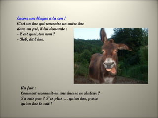 Au fait :
Comment reconnaît-on une ânesse en chaleur ?
Tu sais pas ? T'es plus … qu'un âne, parce
qu'un âne le sait !
Encore une blague à la con !
C'est un âne qui rencontre un autre âne
dans un pré, il lui demande :
- C'est quoi, ton nom ?
- Bob, dit l'âne.
 