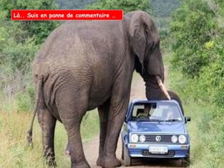 Humour Bg 44 Bernard