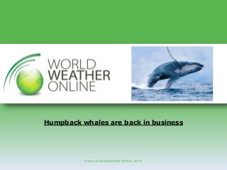 www.worldweatheronline.com
Humpback whales are back in business
 