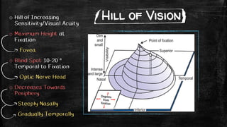 Hill of Visiono Hill of Increasing
Sensitivity/Visual Acuity
o Maximum Height at
Fixation
Fovea.
o Blind Spot 10-20 °
Temporal to Fixation
Optic Nerve Head
o Decreases Towards
Periphery
Steeply Nasally
Gradually Temporally
 