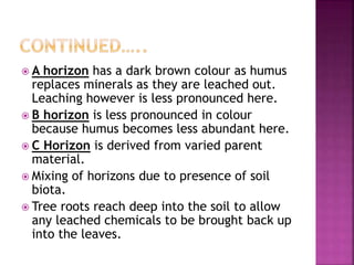  A horizon has a dark brown colour as humus
replaces minerals as they are leached out.
Leaching however is less pronounced here.
 B horizon is less pronounced in colour
because humus becomes less abundant here.
 C Horizon is derived from varied parent
material.
 Mixing of horizons due to presence of soil
biota.
 Tree roots reach deep into the soil to allow
any leached chemicals to be brought back up
into the leaves.
 
