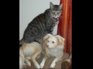 Hund und-katze