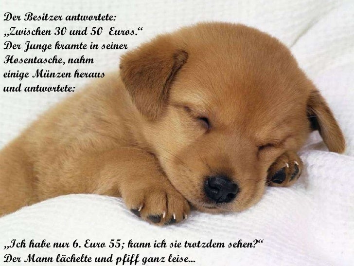 Hunde Freunde