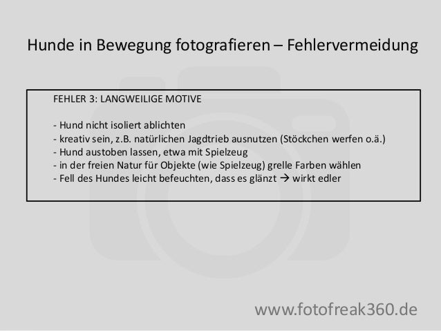 Hunde In Bewegung Fotografieren Die Grossten Fehler Vermeiden Fotof