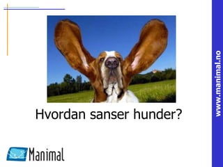 www.manimal.no
Hvordan sanser hunder?
 