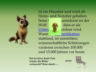 ist ein Haustier und wird als
       Heim- und Nutztier gehalten.
       Seine wilde Stammform ist der
       Wolf            dem er als
       Unterart zugeordnet wird.
       Wann die Domestikation
       stattfand, ist umstritten;
       wissenschaftliche Schätzungen
       variieren zwischen 100.000
       und 15.000 Jahren vor heute.
Hat da diese doofe Eule
wieder die Bilder           soooo
vertauscht? Raus damit…..
 