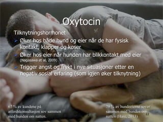 manimal.no
Oxytocin
Tilknytningshormonet
 Øker hos både hund og eier når de har fysisk
kontakt, klapper og koser
 Øker hos eier når hunden har blikkontakt med eier
(Nagasawa et al, 2009)
 Trigger angst og frykt i nye situasjoner etter en
negativ sosial erfaring (som igjen øker tilknytning)
79 % av hundeeierne sover
sammen med hunden om
natten (Hare, 2013)
67 % av kundene på
atferdskonsultasjon sov sammen
med hunden om natten.
Gry Løberg 22
 