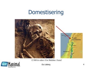 manimal.no
Domestisering
Gry Løberg 4
12 000 år siden i Ein Mallaha i Israel
 