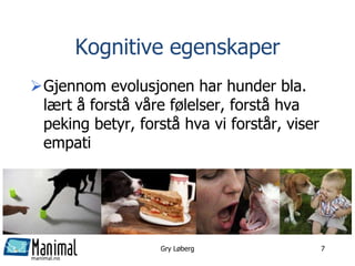 manimal.no
Kognitive egenskaper
Gjennom evolusjonen har hunder bla.
lært å forstå våre følelser, forstå hva
peking betyr, forstå hva vi forstår, viser
empati
Gry Løberg 7
 