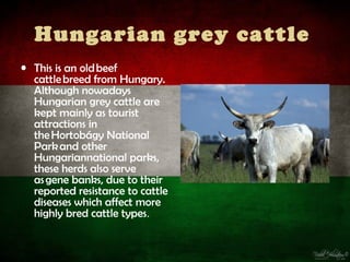 Hungarian grey cattle
• This is an old beef
  cattle breed from Hungary.
  Although nowadays
  Hungarian grey cattle are
  kept mainly as tourist
  attractions in
  the Hortobágy National
  Park and other
  Hungariannational parks,
  these herds also serve
  as gene banks, due to their
  reported resistance to cattle
  diseases which affect more
  highly bred cattle types.
 