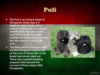 Puli
• The Puli is an ancient breed of
  Hungarian sheep dog. It is
  medium-sized, sturdy with a
  unique corded coat. It is a lively,
  cheerful little dog who is very
  loyal to his family. Its innate
  intelligence makes it easy to train
  but also gives it a mind of its
  own.
• The Pulis came to Hungary with
  the first Hungarian settlers, but
  at the time of World War II, the
  breed had almost died out.
  There was a special breeding
  program that ensured the
  survival of these unique little
  Hungarians.
 