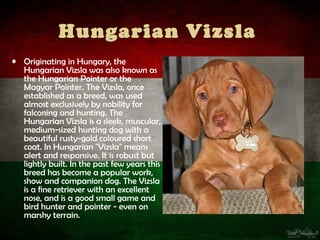 Hungarian Vizsla
• Originating in Hungary, the
  Hungarian Vizsla was also known as
  the Hungarian Pointer or the
  Magyar Pointer. The Vizsla, once
  established as a breed, was used
  almost exclusively by nobility for
  falconing and hunting. The
  Hungarian Vizsla is a sleek, muscular,
  medium-sized hunting dog with a
  beautiful rusty-gold coloured short
  coat. In Hungarian "Vizsla" means
  alert and responsive. It is robust but
  lightly built. In the past few years this
  breed has become a popular work,
  show and companion dog. The Vizsla
  is a fine retriever with an excellent
  nose, and is a good small game and
  bird hunter and pointer - even on
  marshy terrain.
 