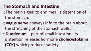 The Stomach and Intestine
oThe main signal to end meal is distension of
the stomach.
oVagus nerve conveys info to the brain about
the stretching of the stomach walls.
oDuodenum – part of small intestine. Its
distention releases hormone cholecystokinin
(CCK) which produces satiety.
 