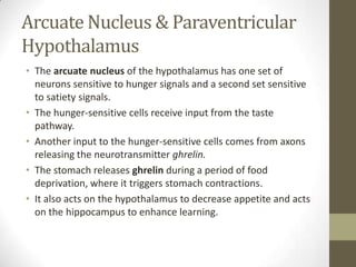 Arcuate Nucleus & Paraventricular
Hypothalamus
• The arcuate nucleus of the hypothalamus has one set of
neurons sensitive to hunger signals and a second set sensitive
to satiety signals.
• The hunger-sensitive cells receive input from the taste
pathway.
• Another input to the hunger-sensitive cells comes from axons
releasing the neurotransmitter ghrelin.
• The stomach releases ghrelin during a period of food
deprivation, where it triggers stomach contractions.
• It also acts on the hypothalamus to decrease appetite and acts
on the hippocampus to enhance learning.

 