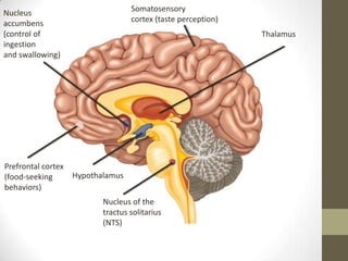 Somatosensory
cortex (taste perception)

Nucleus
accumbens
(control of
ingestion
and swallowing)

Thalamus

Prefrontal cortex
Hypothalamus
(food-seeking
behaviors)
Nucleus of the
tractus solitarius
(NTS)

 