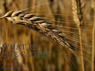 WHAT IS
THE CAUSE?
Shah, Anup. “Causes of Hunger are related to Poverty.” Global Issues, Updated: 06 Jul. 2008. Accessed: 01 Apr. 2010. <http://
www.globalissues.org/article/7/causes-of-hunger-are-related-to-poverty>
 