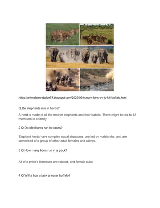https://animalsworldwide74.blogspot.com/2023/09/hungry-lions-try-to-kill-buffalo.html
Q.Do elephants run in herds?
A herd is made of all the mother elephants and their babies. There might be six to 12
members in a family.
2 Q Do elephants run in packs?
Elephant herds have complex social structures, are led by matriarchs, and are
comprised of a group of other adult females and calves.
3 Q.How many lions run in a pack?
All of a pride's lionesses are related, and female cubs
4 Q.Will a lion attack a water buffalo?
 
