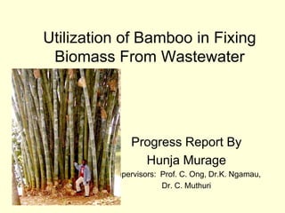 Utilization of Bamboo in Fixing
 Biomass From Wastewater




               Progress Report By
                 Hunja Murage
          Supervisors: Prof. C. Ong, Dr.K. Ngamau,
                       Dr. C. Muthuri
 