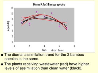 ■   The diurnal assimilation trend for the 3 bamboo species is the same. ■   The plants receiving wastewater (red) have higher levels of assimilation than clean water (black).  (from 8am) 