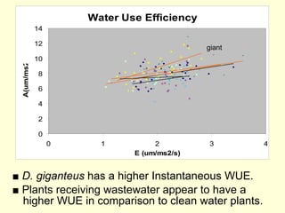 ■   D. giganteus  has a higher Instantaneous WUE. ■   Plants receiving wastewater appear to have a higher WUE in comparison to clean water plants. giant 