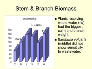 Stem & Branch Biomass ■  Plants receiving waste water (-w) had the biggest culm and branch weight. ■  Bambusa vulgaris  (middle) did not show sensitivity to wastewater. B. vulgaris Giant B. x 