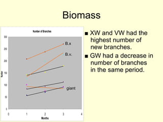Biomass ■   XW and VW had the highest number of new branches. ■   GW had a decrease in number of branches in the same period. B.x B.v. giant 