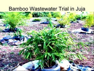 Bamboo Wastewater Trial in Juja 